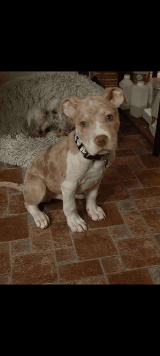 A 4 month old American Pitbull Terrier image 3