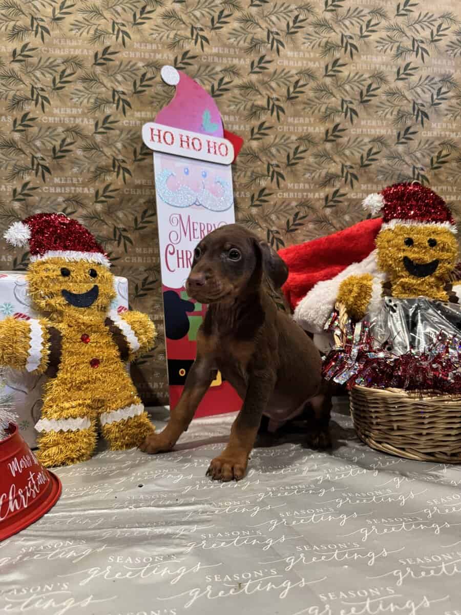 Doberman puppies image 8