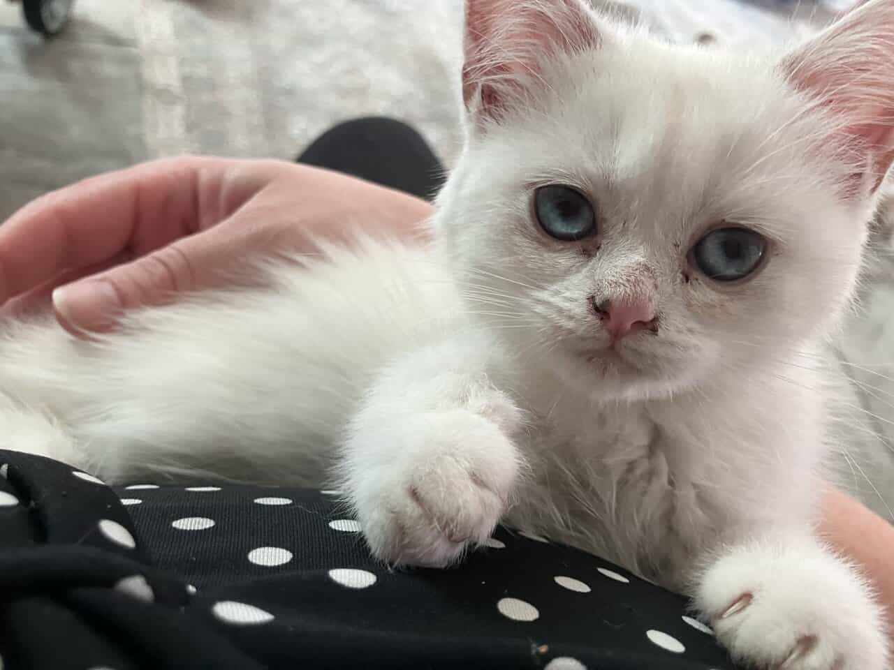 Silver chinchilla British shorthair female wcf image 2