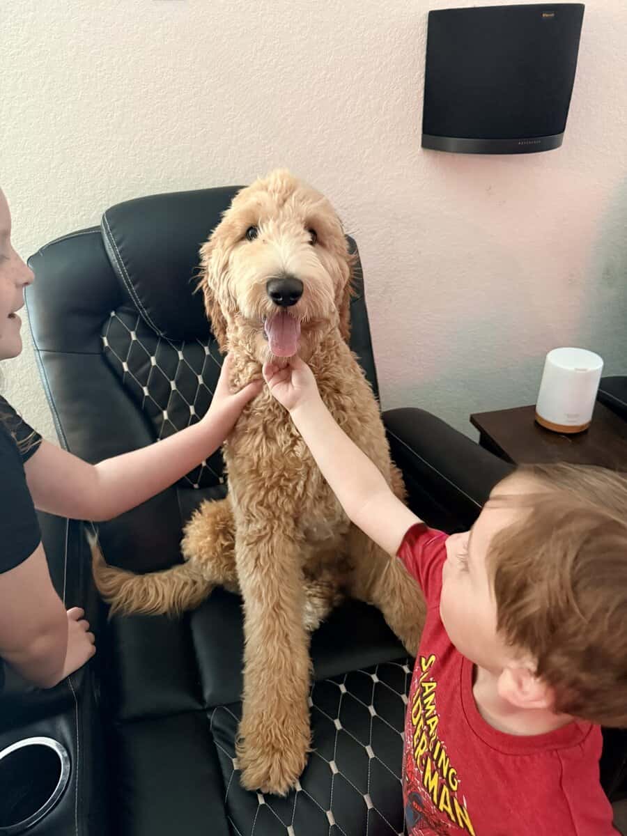 Fully Trained 6 Month Old Goldendoodle Puppy image 3