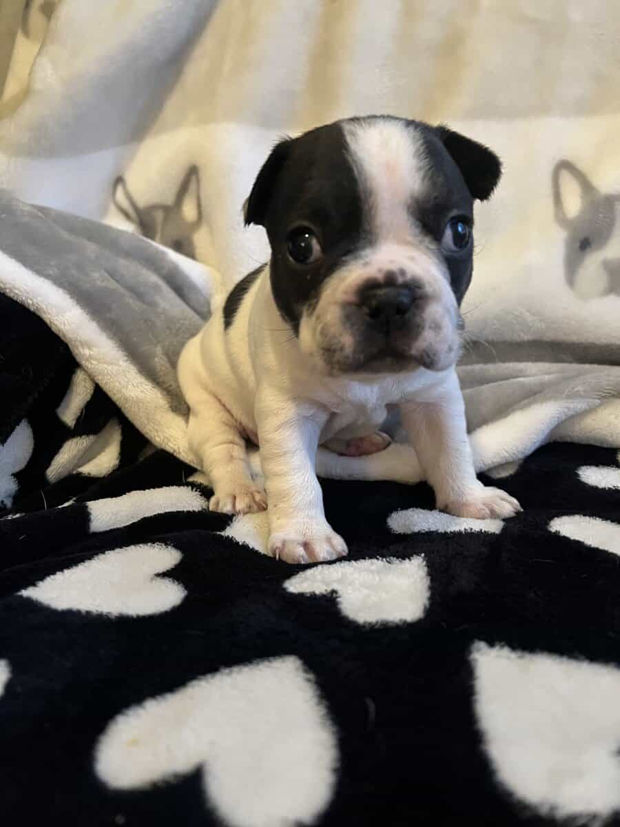 Female Frenchton Puppy image 1