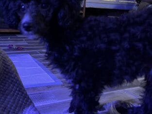 Toy Poodle