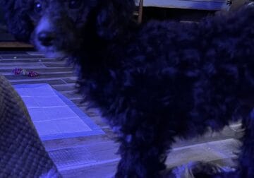 Toy Poodle