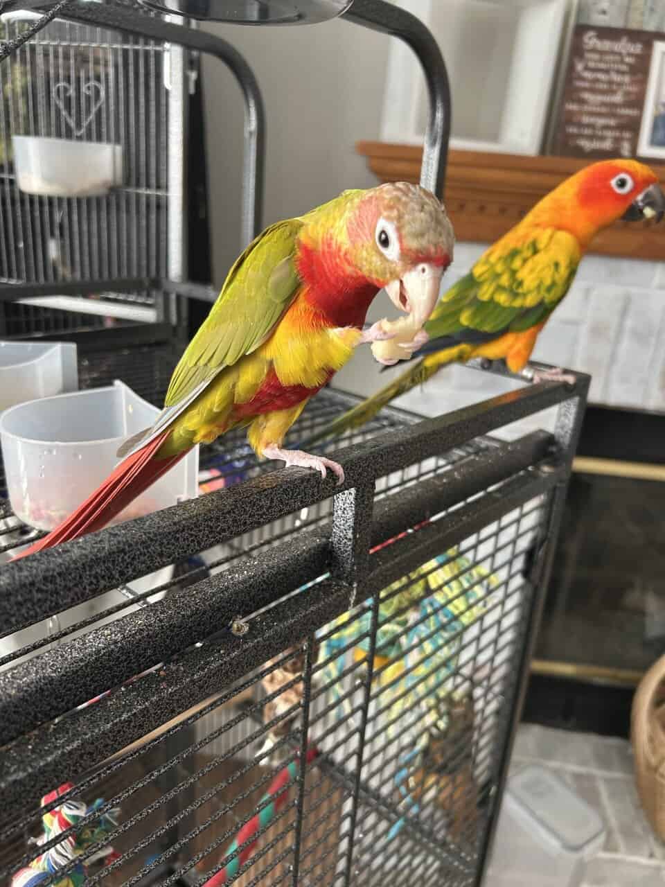 Hybrid green check conure image 3