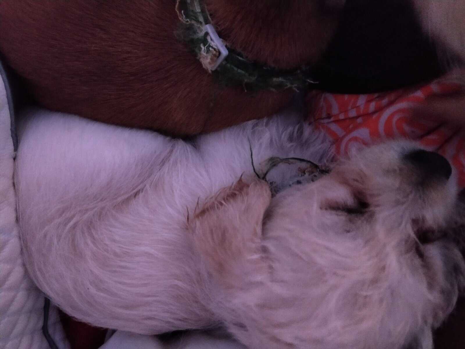 3 puppies image 7