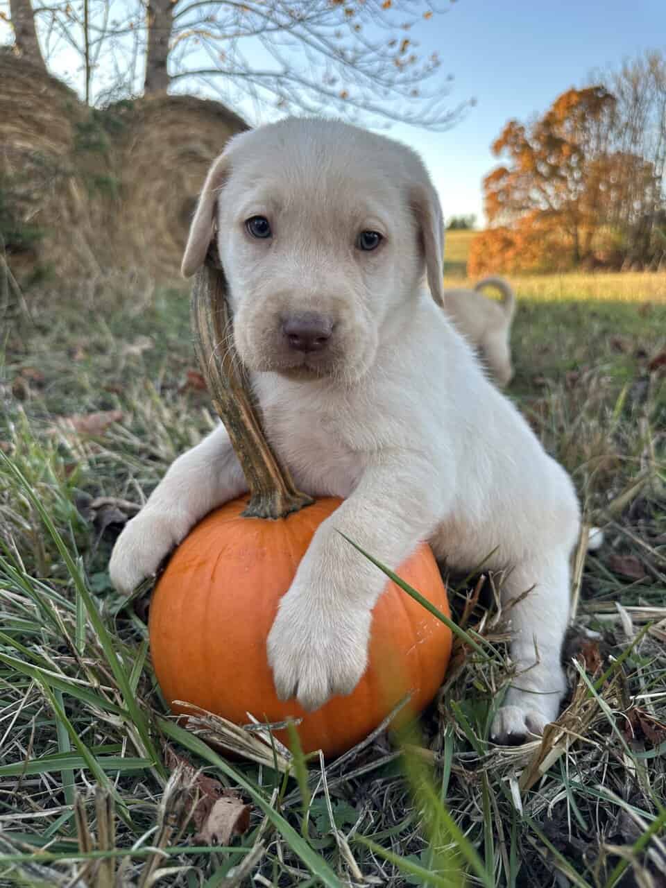 Yellow Lab Puppies image 1