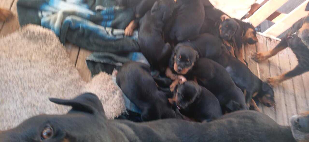 Purebread Rottweiler puppy's for sale $900 each. image 1