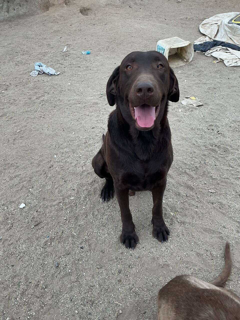 American Labrador Retriever image 2
