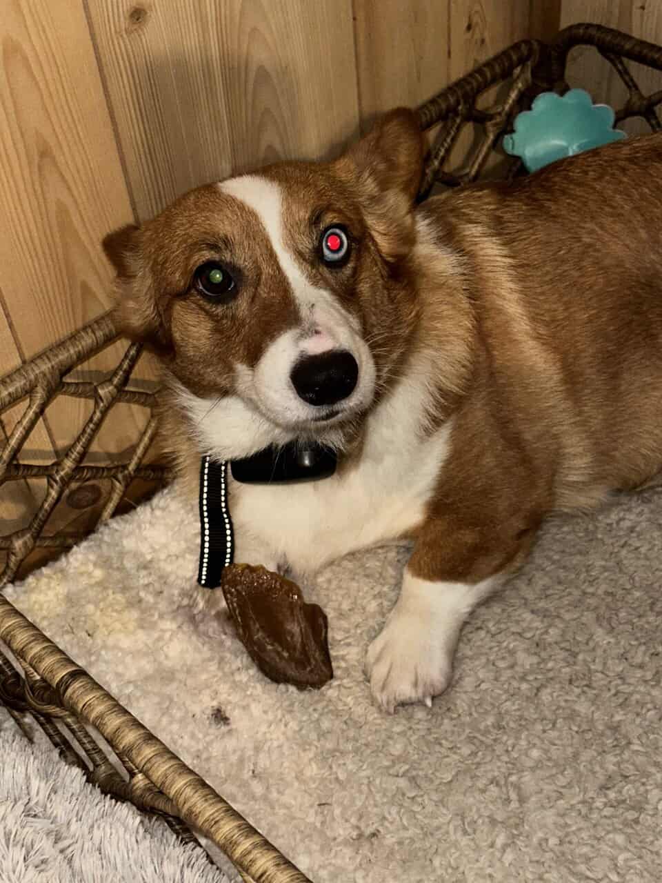Corgi image 2