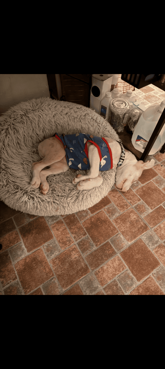A 4 month old American Pitbull Terrier image 5