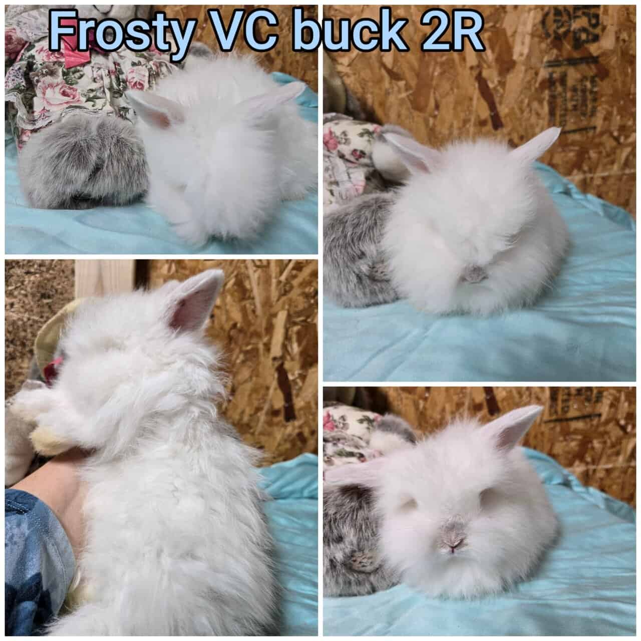 Teddywidder bunnies image 4