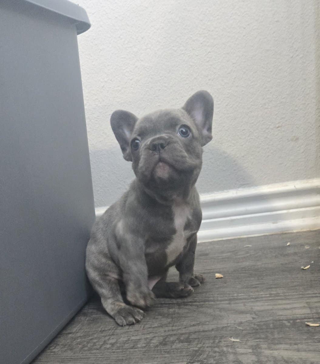 French Bulldog male image 3