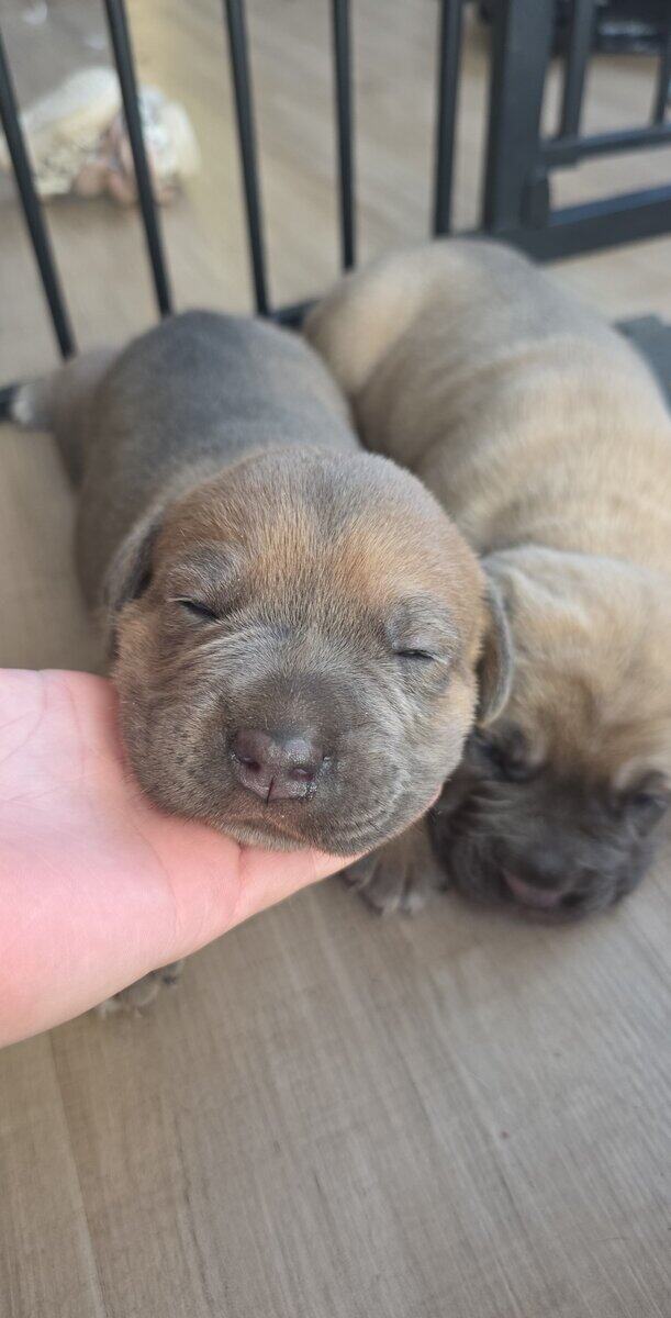 PURE CANE CORSO PUPS🐾 image 4