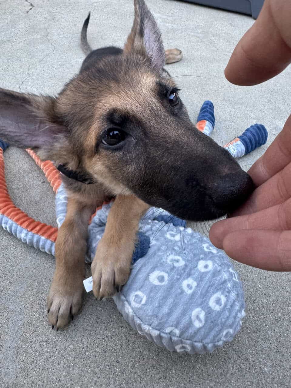 German Shepherd Puppy 4 Month Old image 1