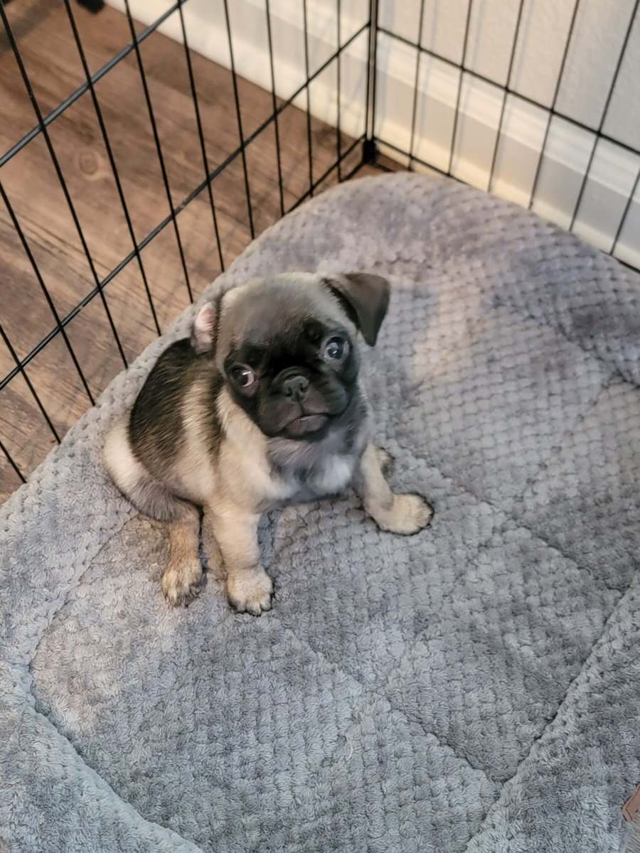 Pug Puppies for Sale image 1