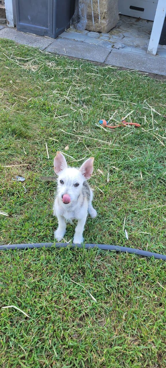 Puppy image 3