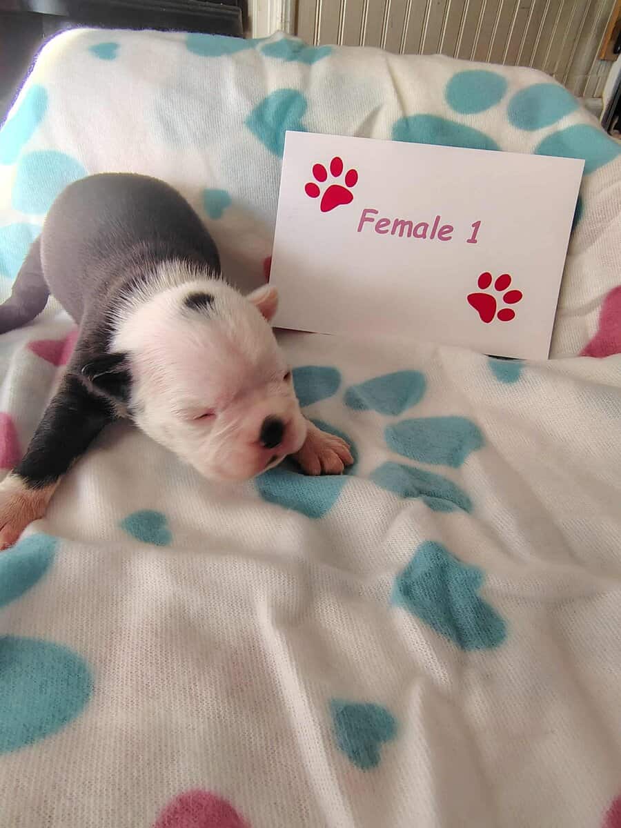 Boston terrier puppies image 3