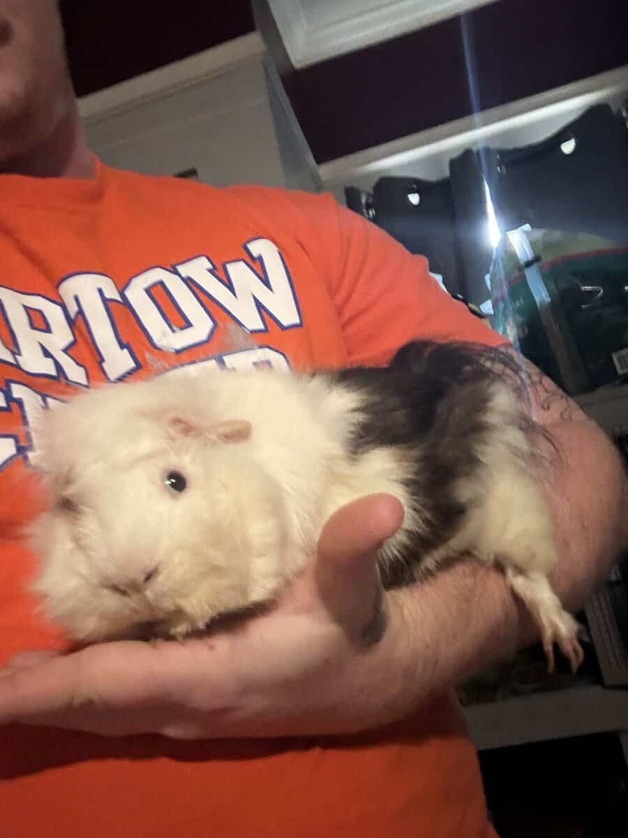 Guinea pig rehoming image 4
