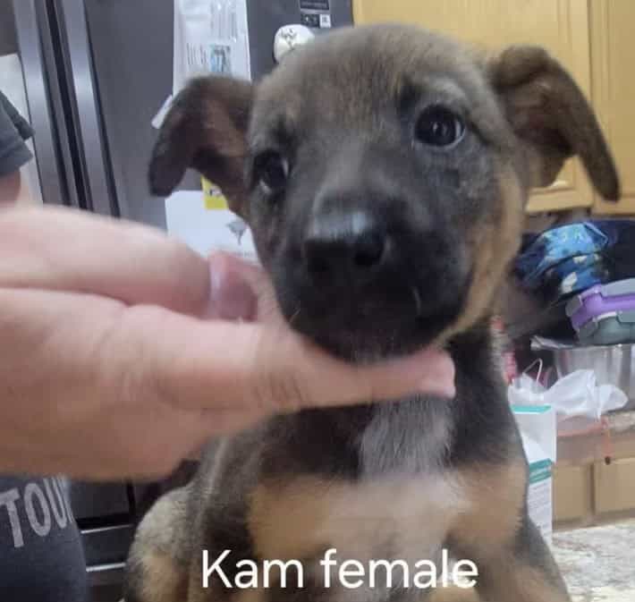 Belgian Malnois/Australian Cattle Dog Hybrid image 1