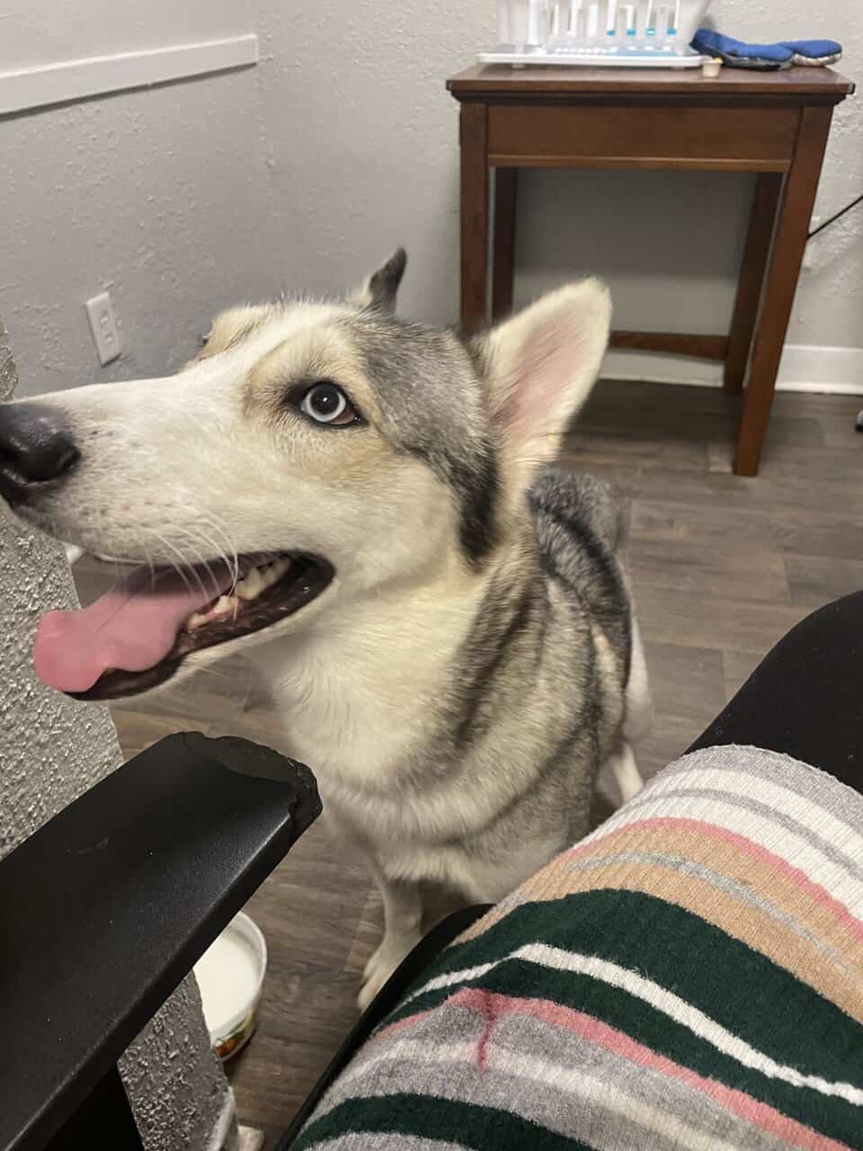 Selling Alaskan Malamute image 2