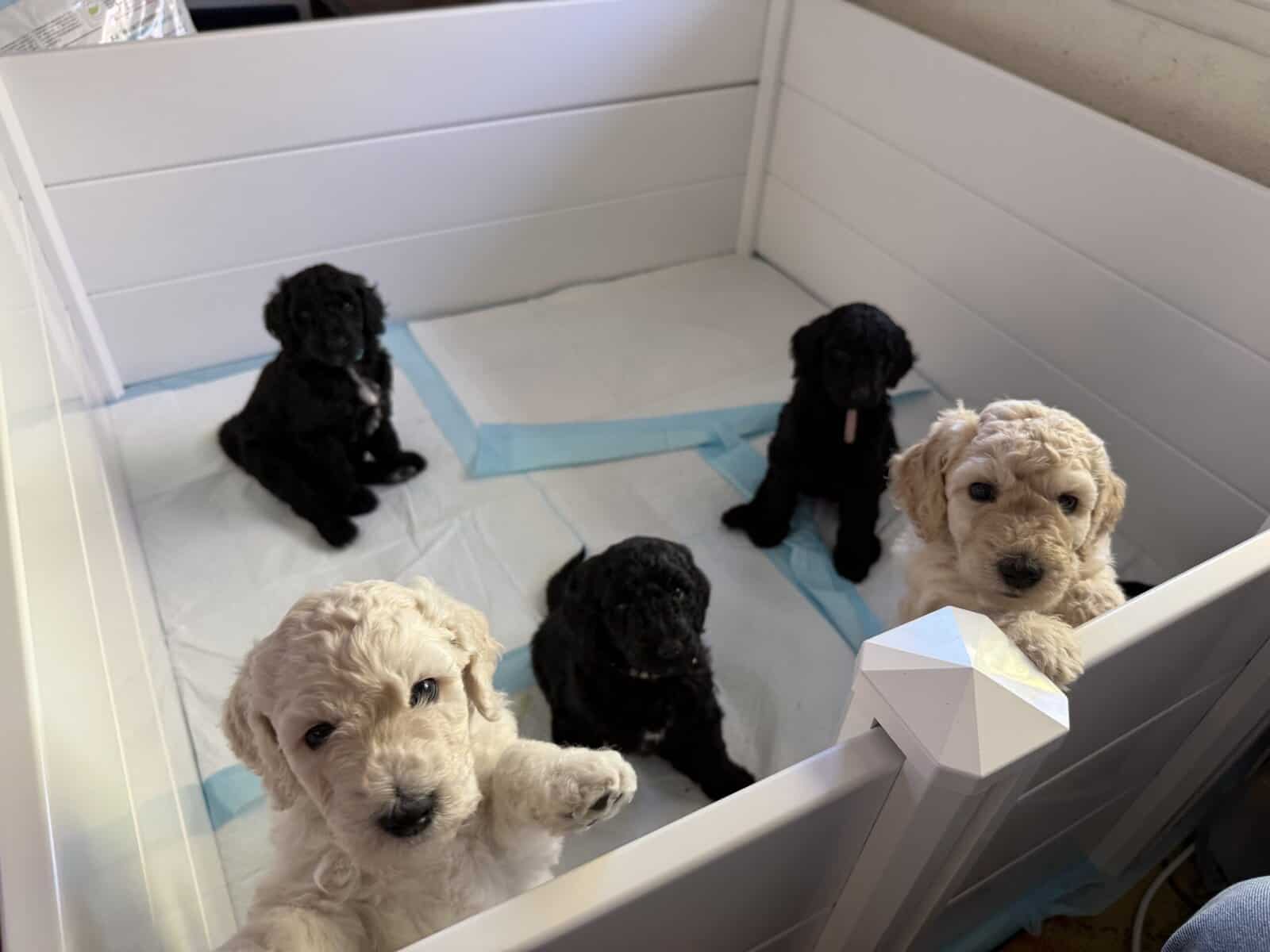 6 Seven Week Standard Poodles Puppies image 2