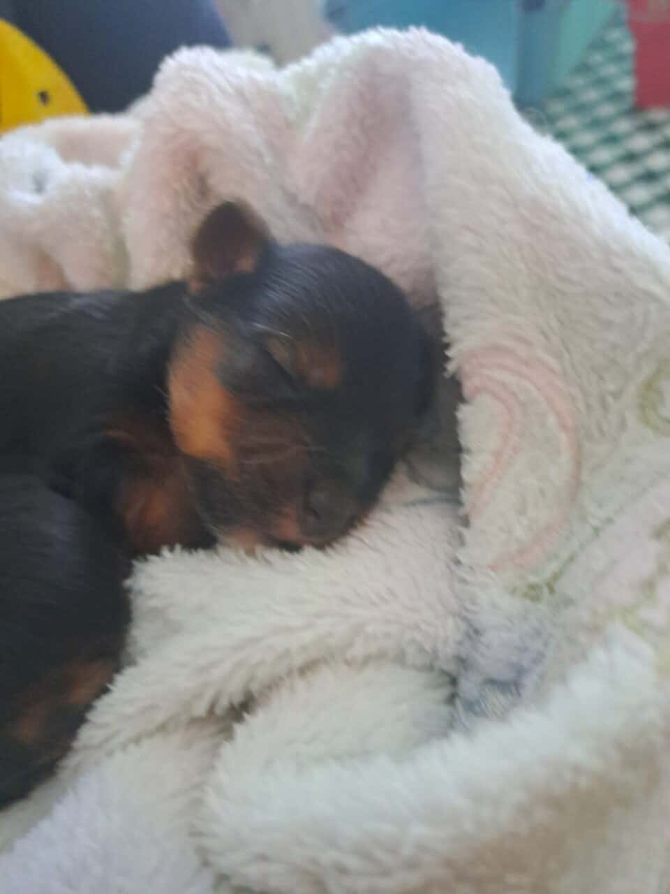 Yorkie Puppy image 7