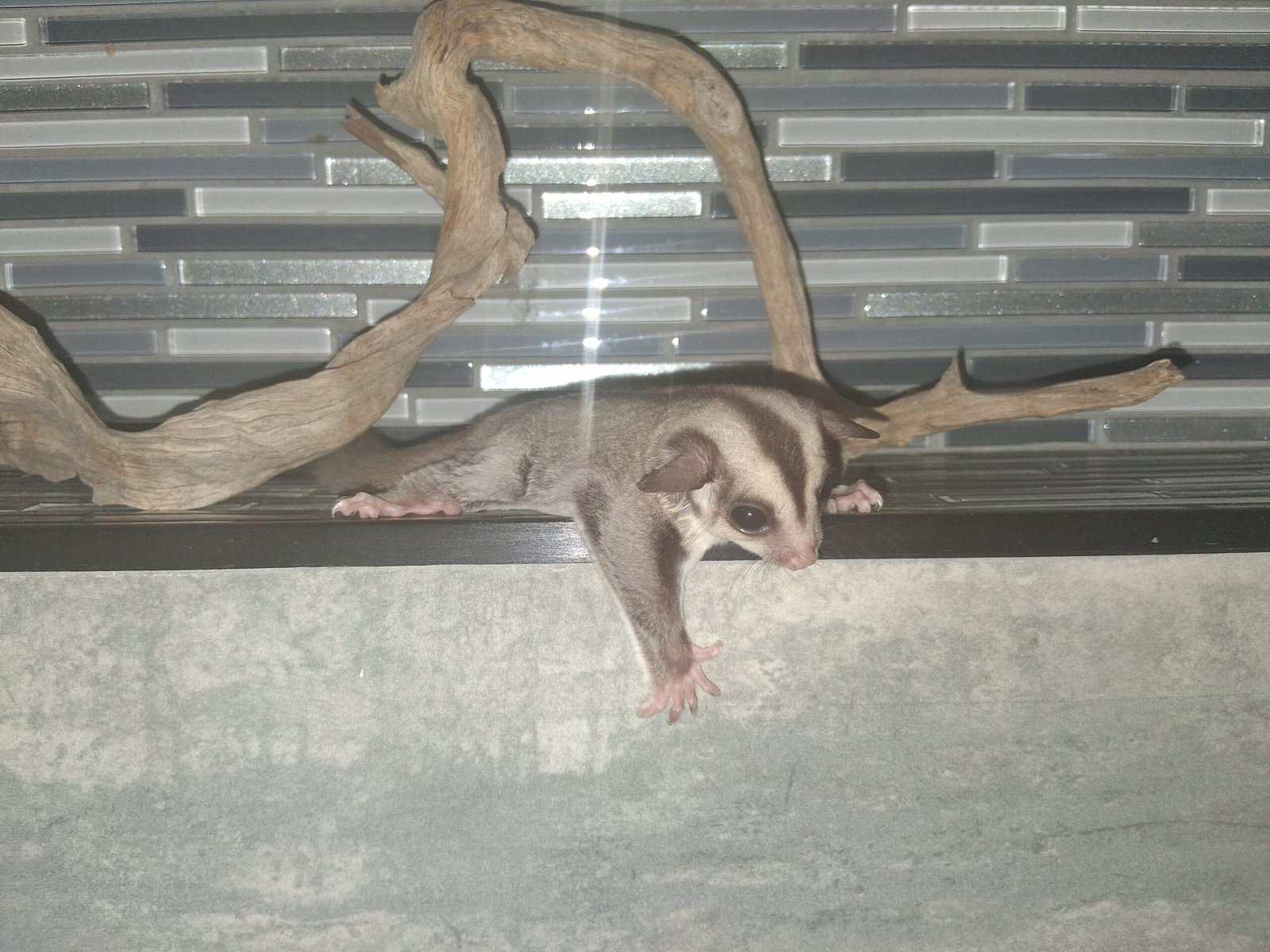 Sugar Glider Joeys image 1