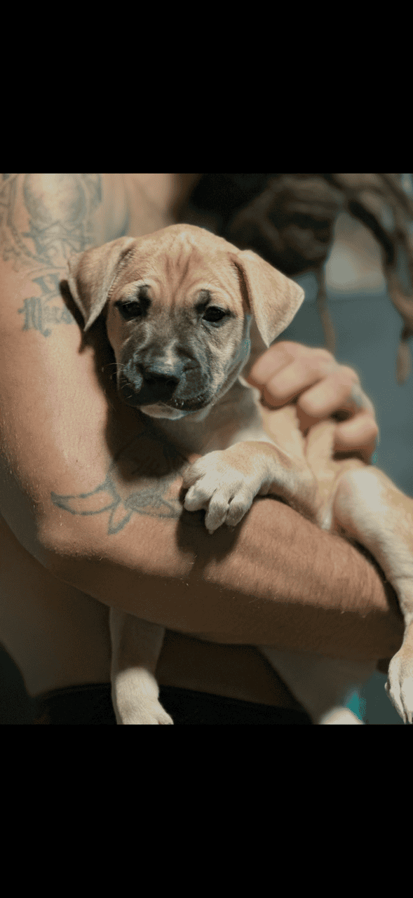 Pups / dog for sale image 10