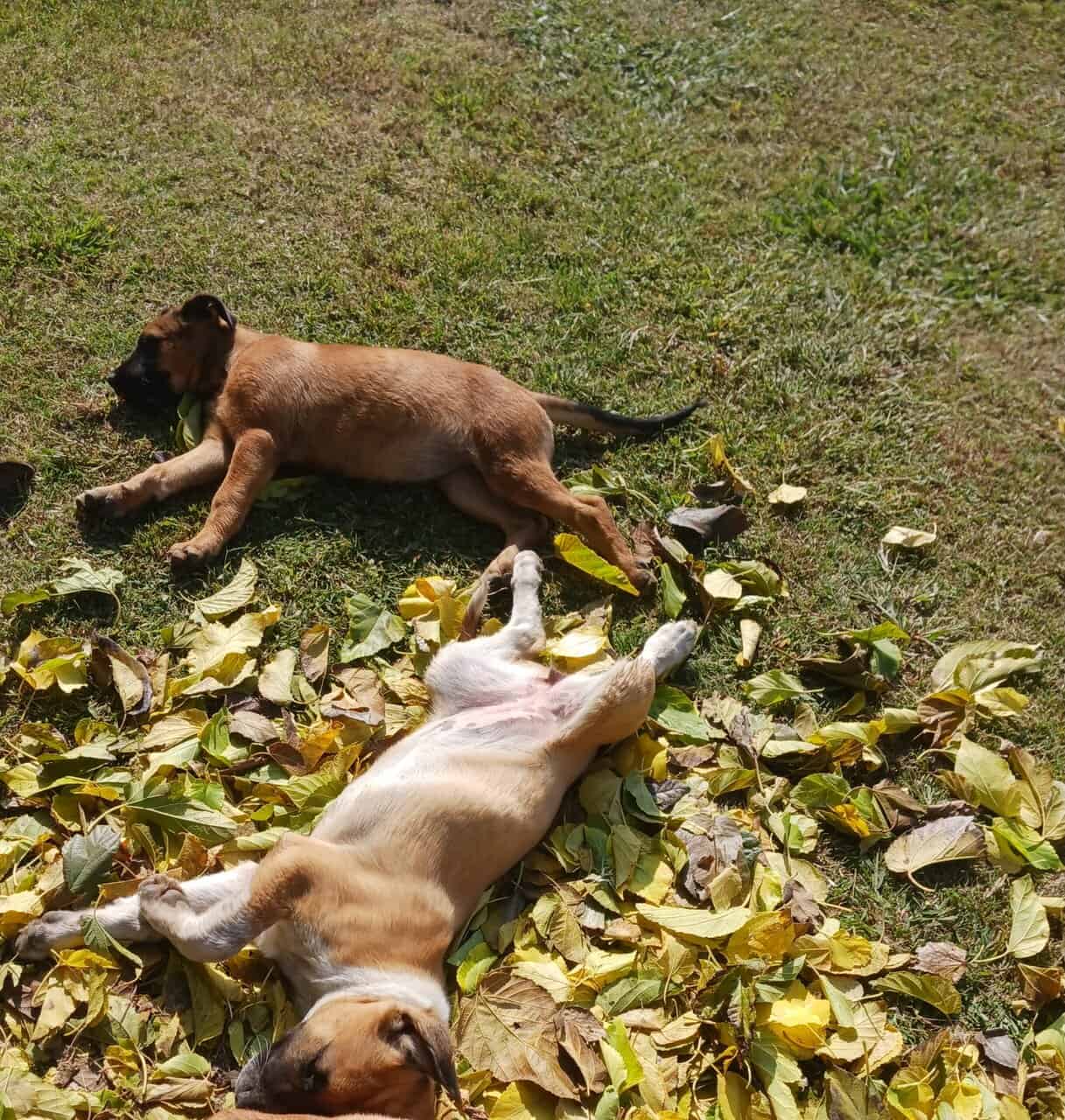 Puppies 14wks Healthy image 1