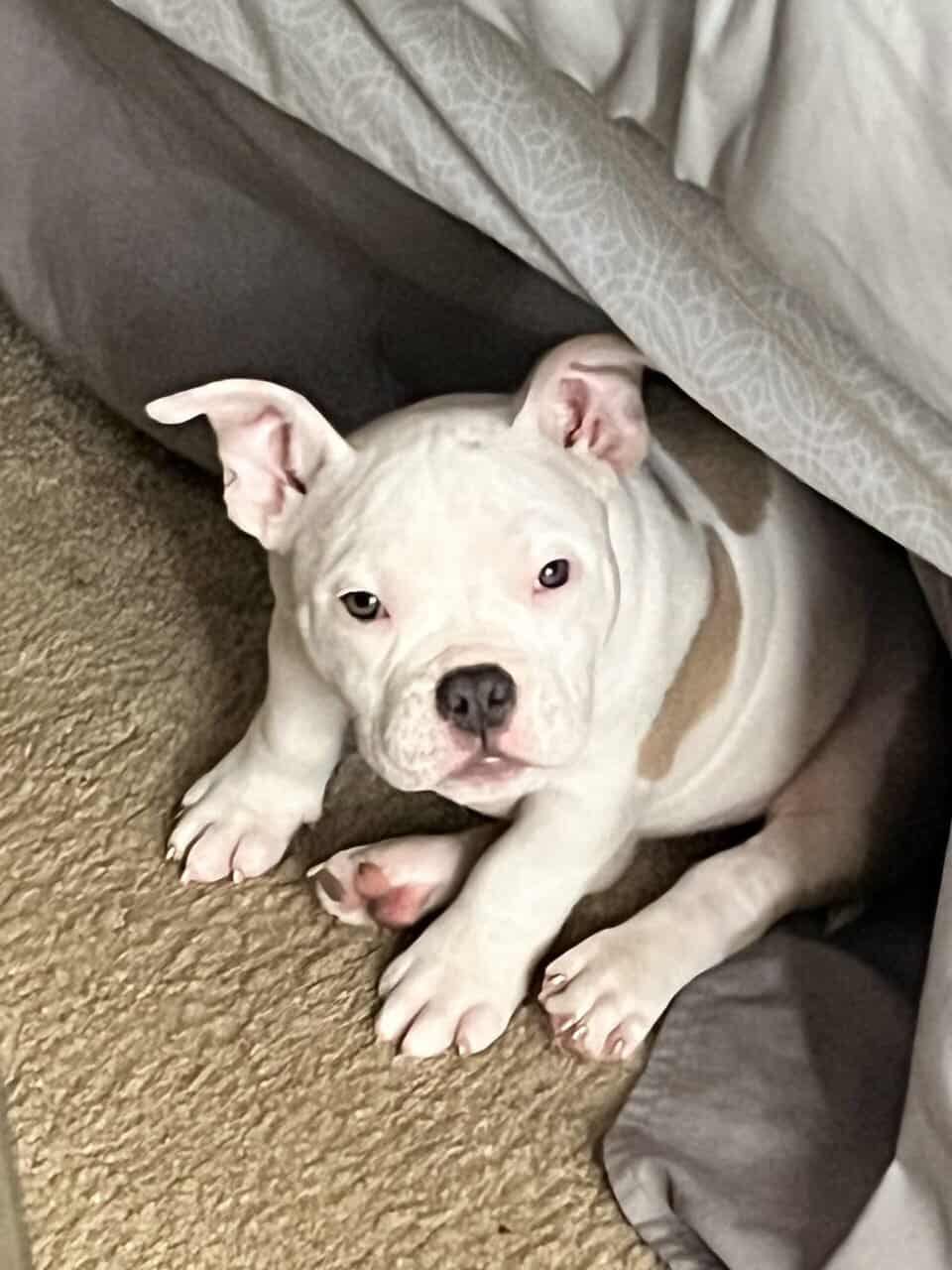 Female 1y6m Micro pocketbully image 2