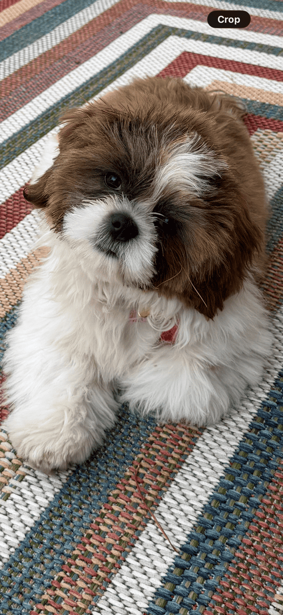Shih Tzu for sale image 2