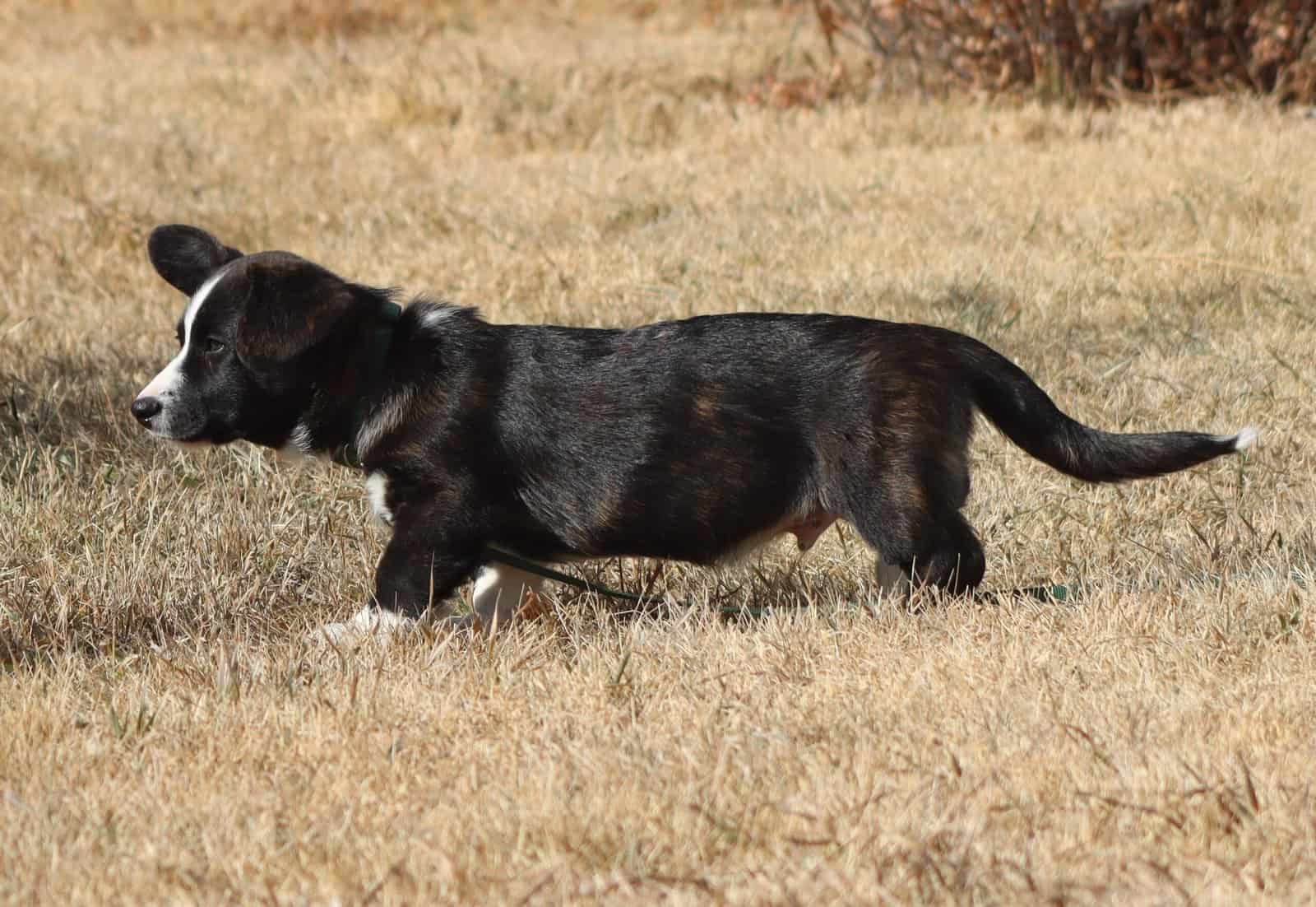 Purebred Cardigan Welsh Corgi Mr Green image 2