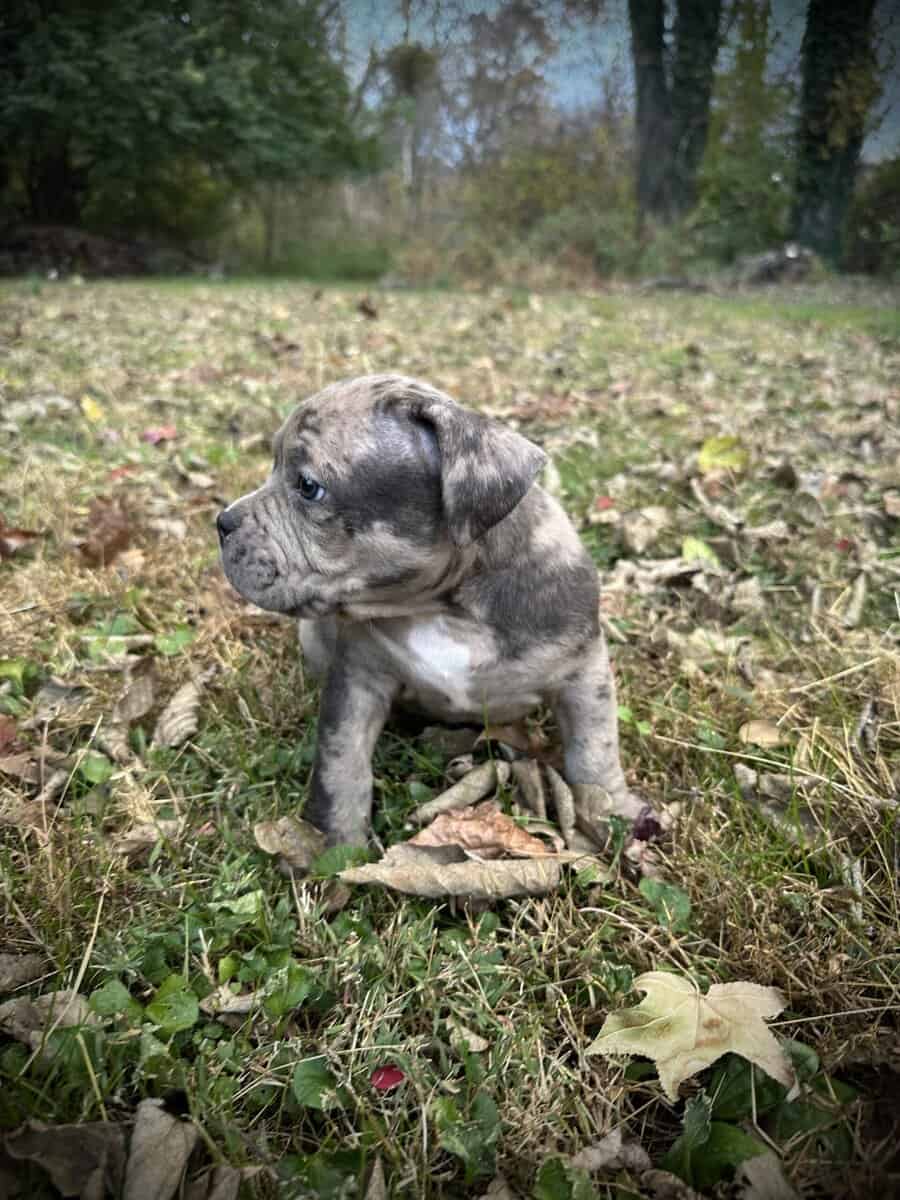 Maverick (Champion Bloodline) image 6