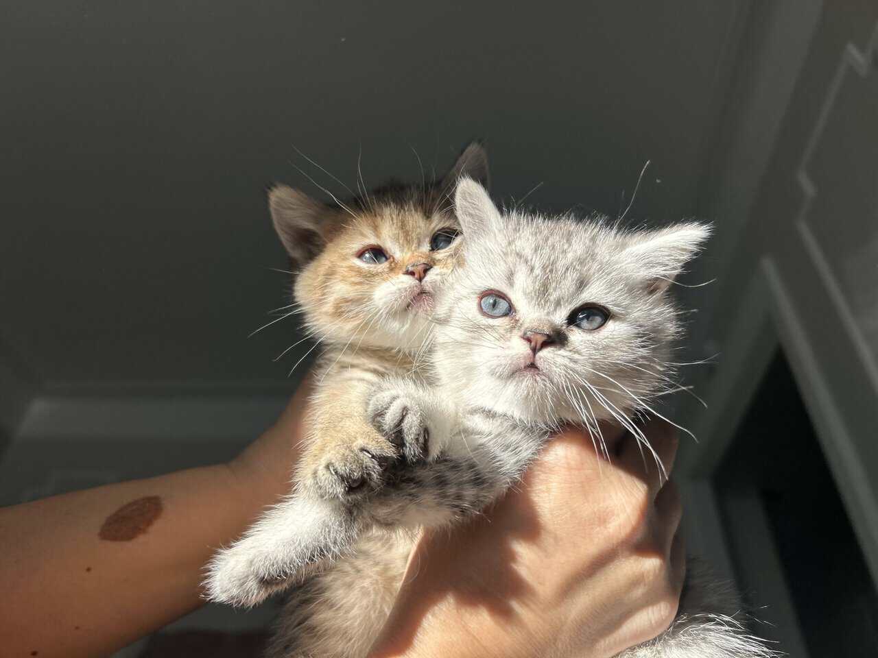 Scottish kittens image 12