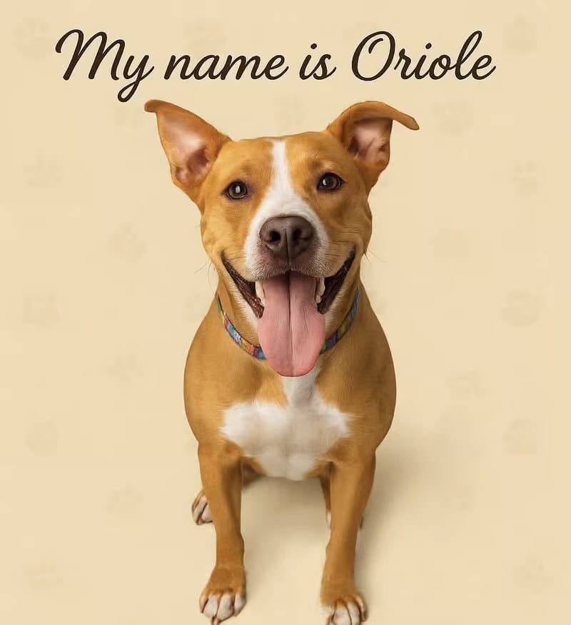 2yr Old Pit Mix Rescue Boy Needs Home image 1