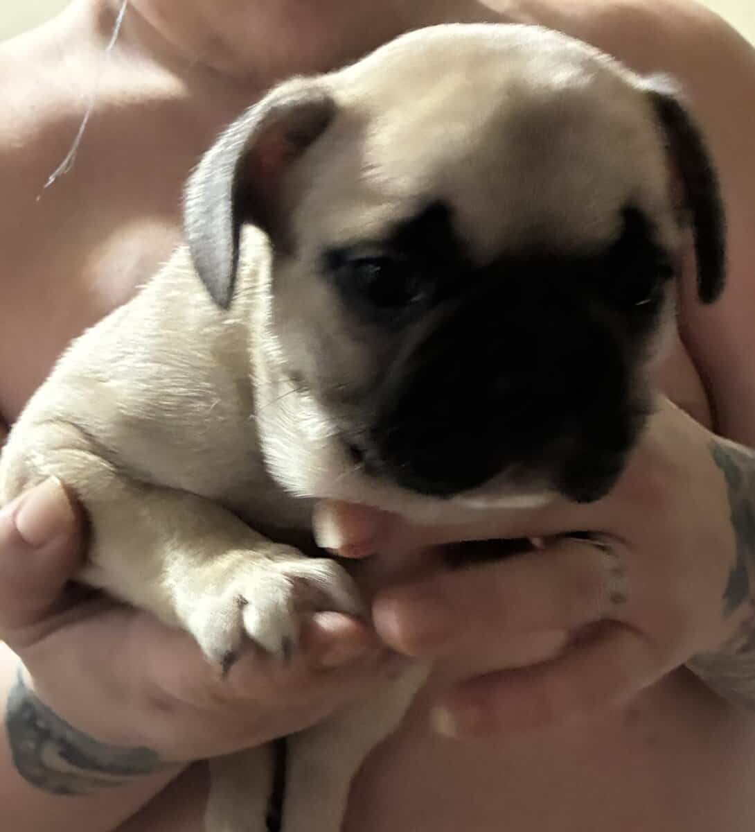 3 frenchie girls looking for their forever home! image 4