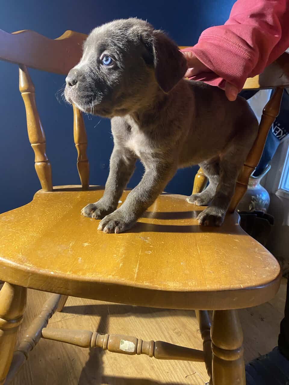 CANE CORSO image 8