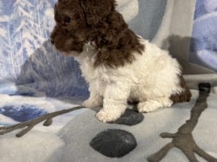 Toy Poodle Puppies, absolutely adorable