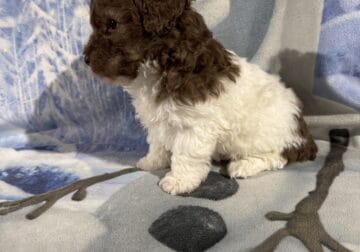 Toy Poodle Puppies, absolutely adorable