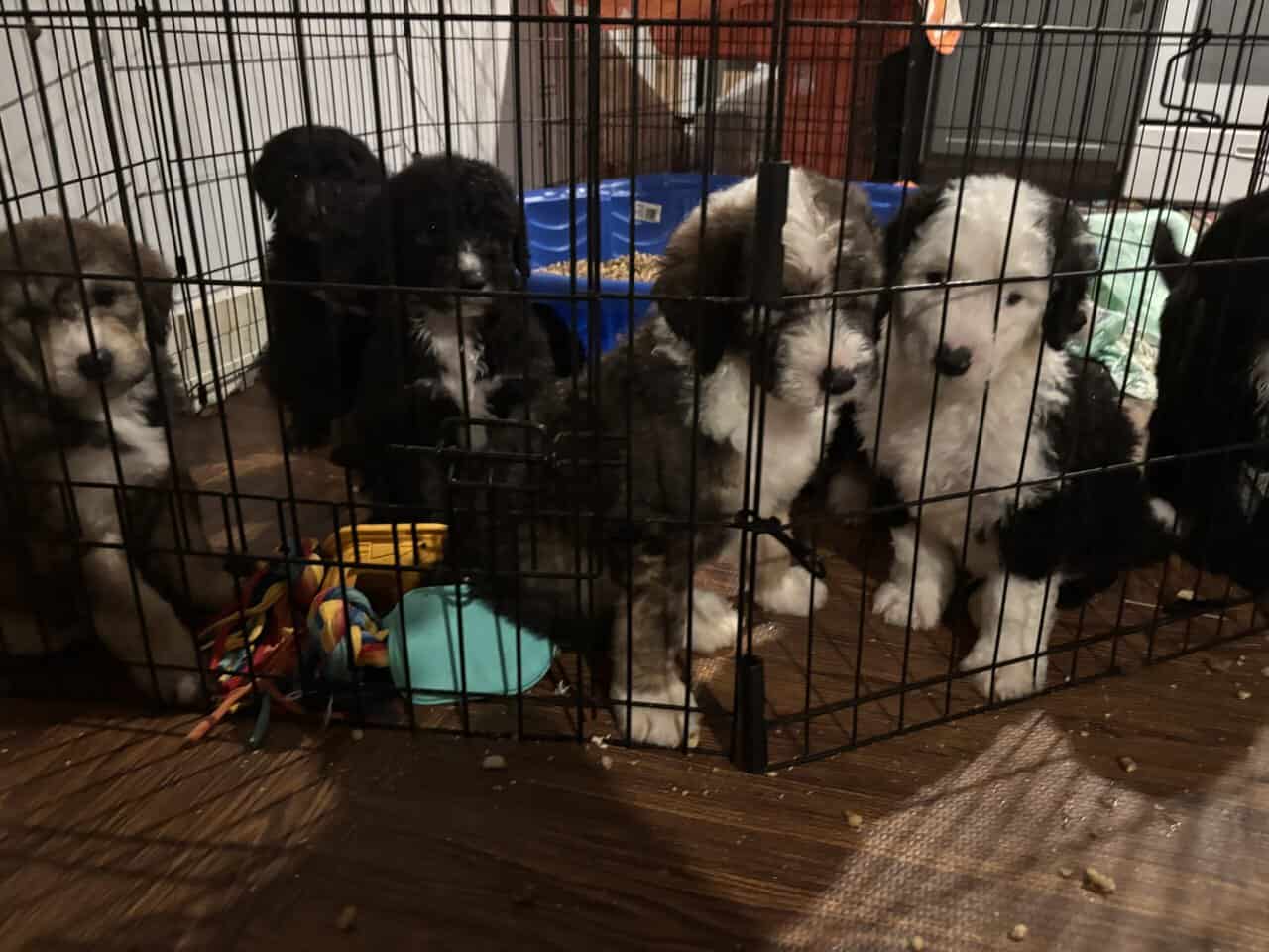 Sheepadoodle puppies image 10