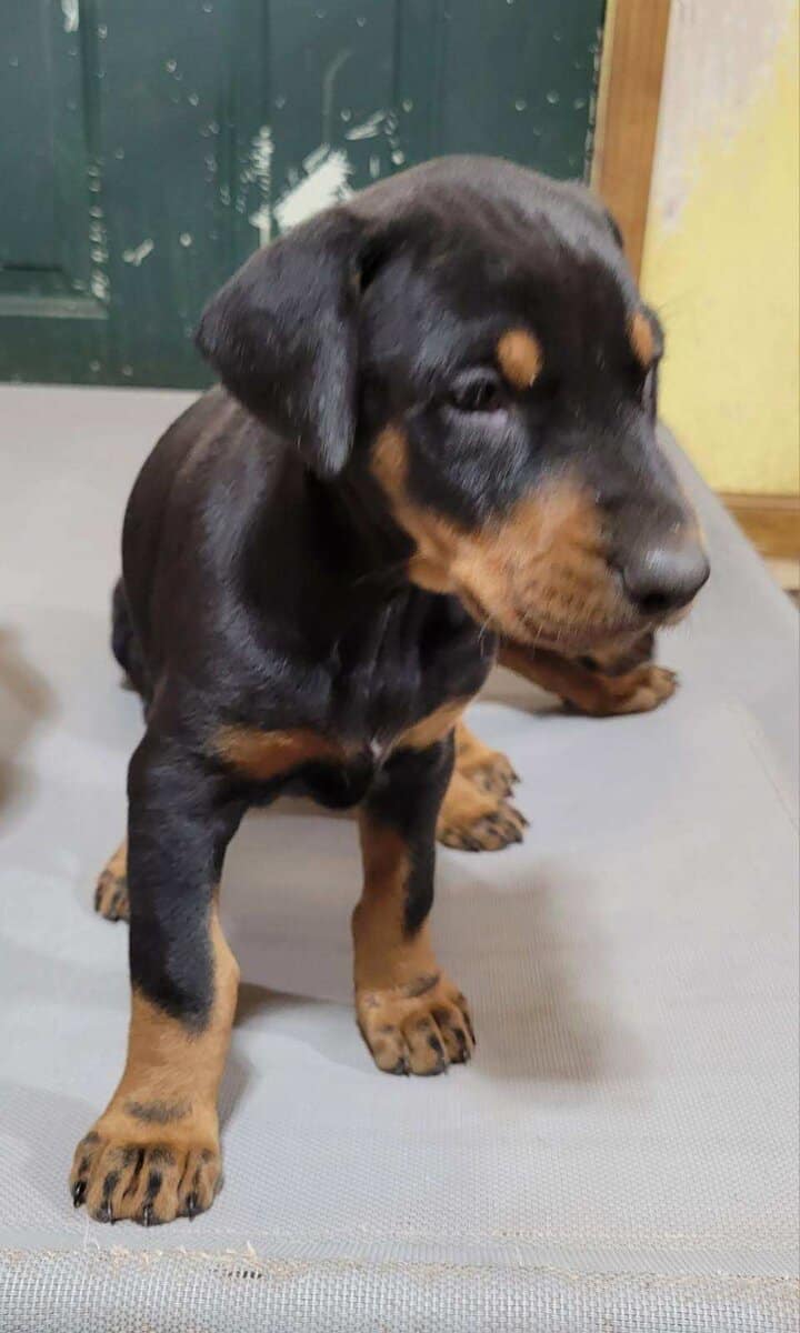 Doberman Puppies image 1
