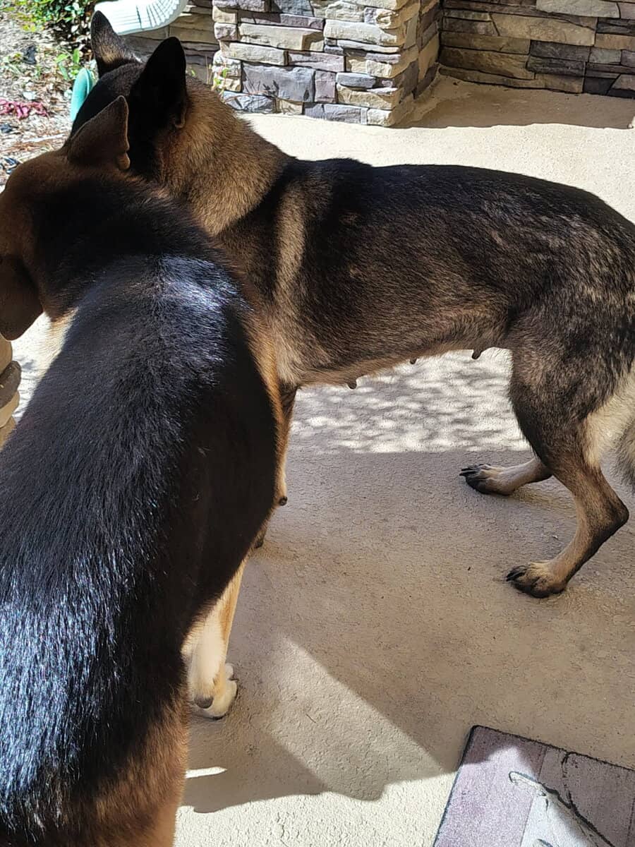 German Shepherd image 5
