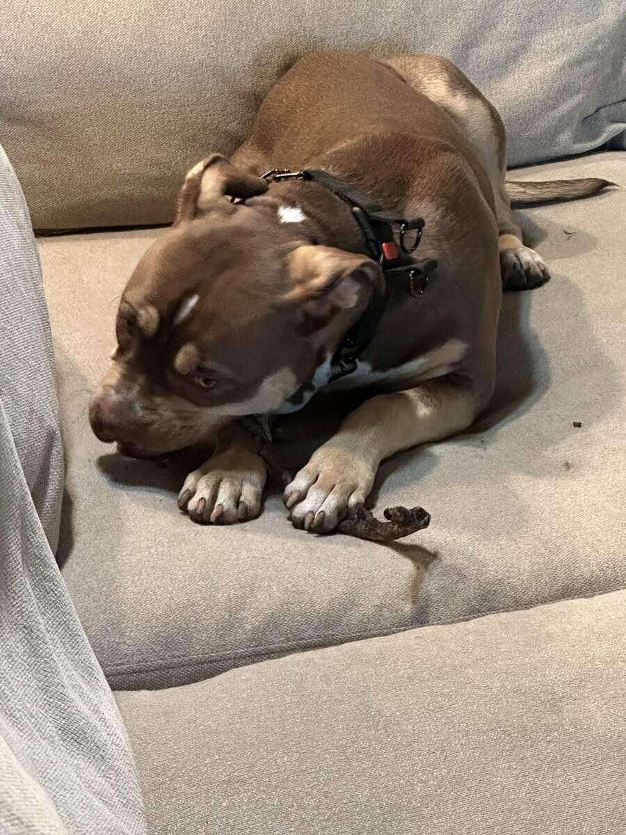 XL Bully needs to be rehomed image 4