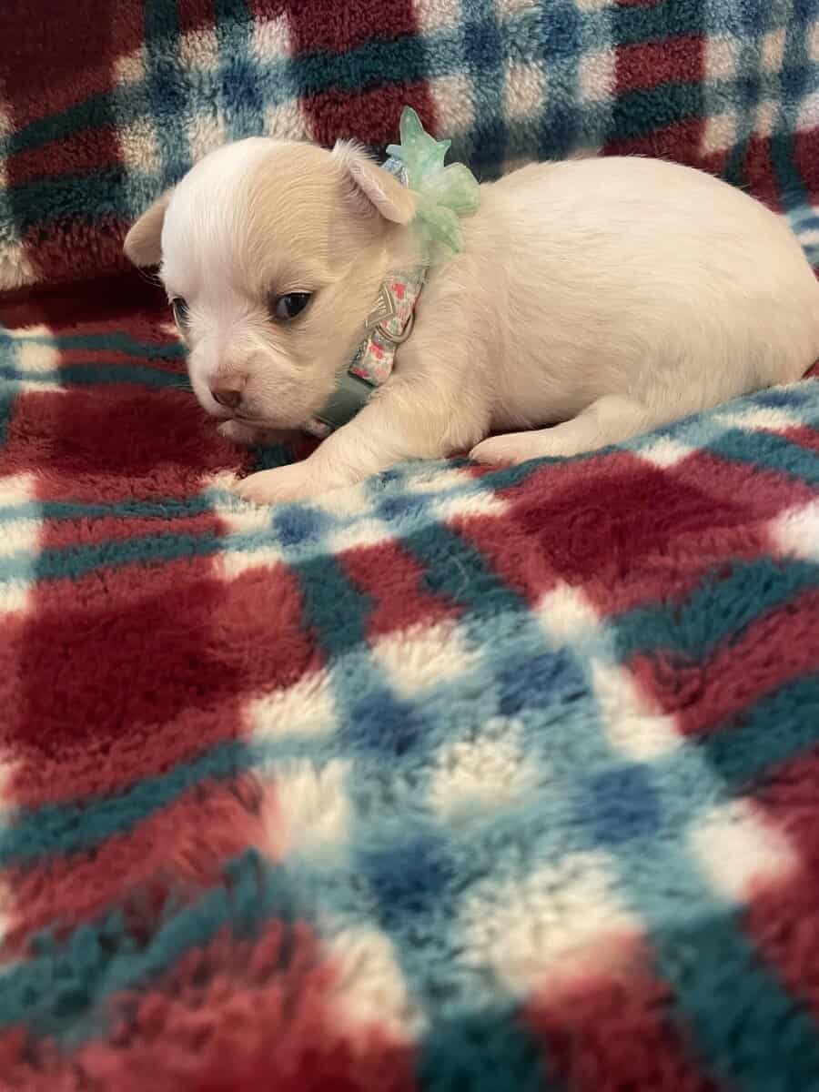 Long Coat Chihuahua Puppy image 1