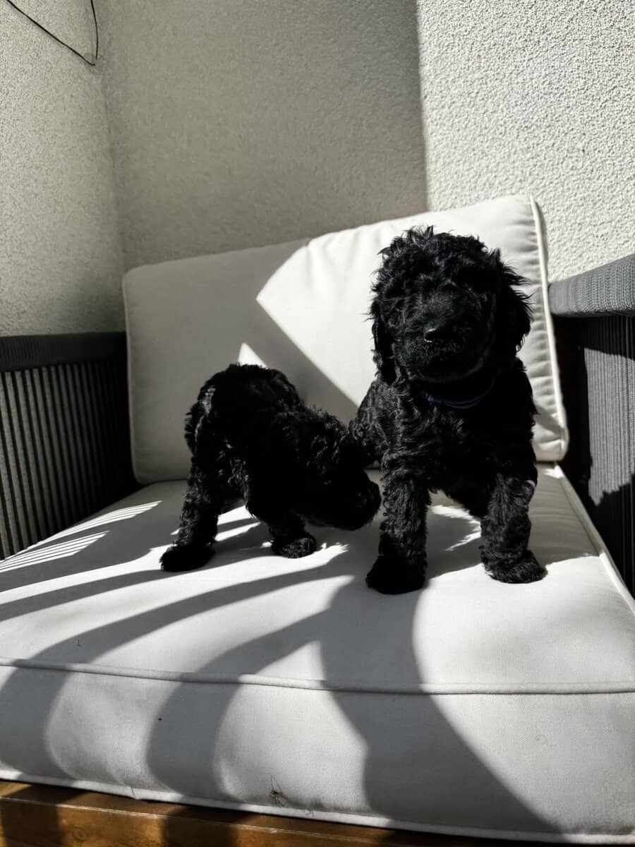Standard Poodle Puppies – Family Raised – Ready image 15