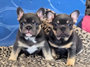 Bobby the French Bulldog Puppy