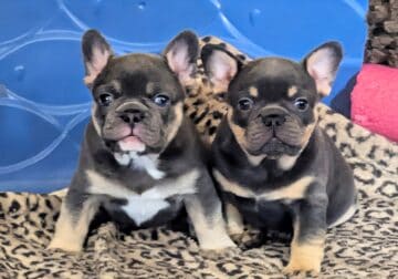 Bobby the French Bulldog Puppy