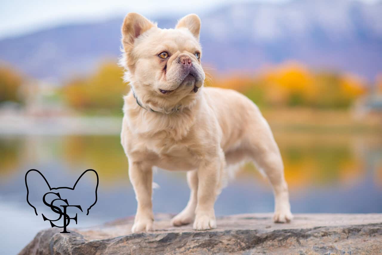 French Bulldog Puppies image 4