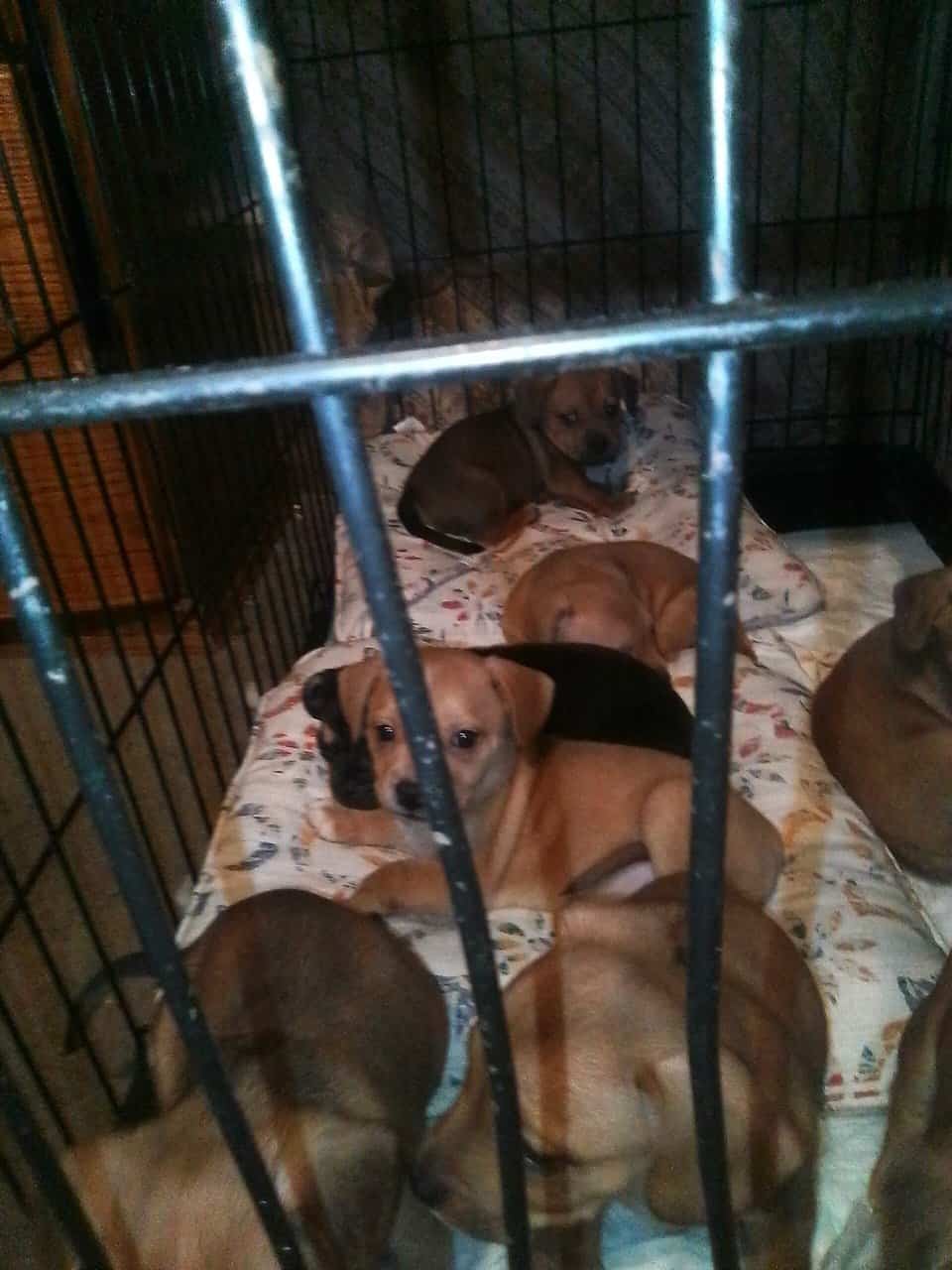 2 different litters very cute puppies image 1