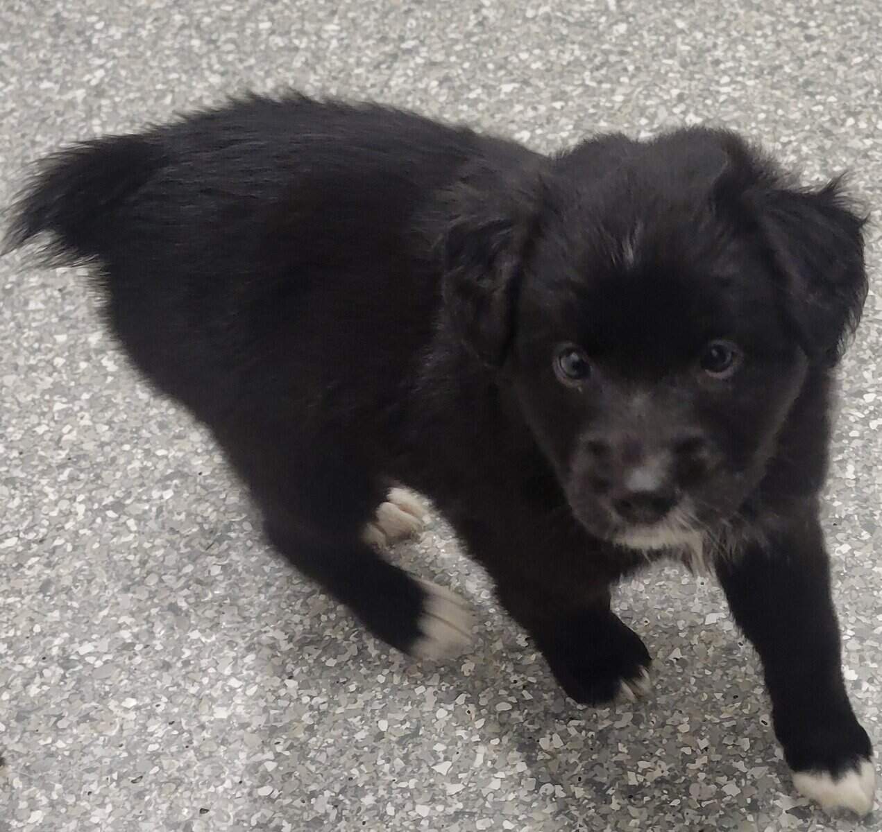 Mini Australian sheperd image 2